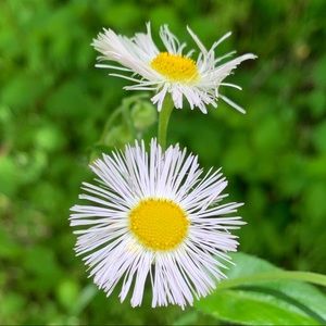 Meet your Posher, Noel